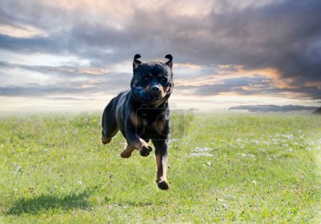 Foto de Entrenamiento de perros para la disciplina de obediencia con un rottweiler - Imagen libre de derechos
