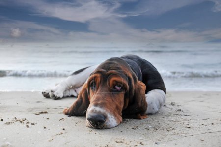 Photo for Basset hound staying on the beach in summer - Royalty Free Image