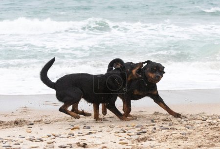 Foto de Joven rottweiler y beauceron corriendo en la playa en primavera - Imagen libre de derechos