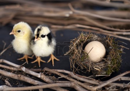 Foto de Nido, huevo y polluelo delante de fondo oscuro - Imagen libre de derechos