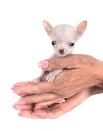 Foto de Chihuahua frente a fondo blanco - Imagen libre de derechos