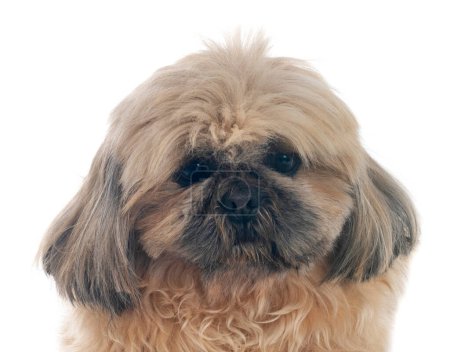 Photo for Shih tzu in front of white background - Royalty Free Image