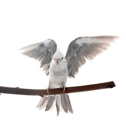 cockatiel femelle gris devant fond blanc
