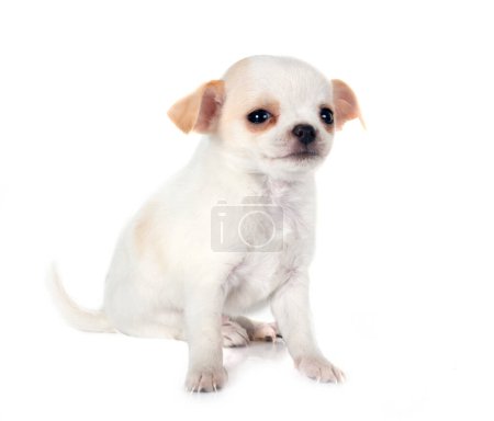 Foto de Chihuahua frente a fondo blanco - Imagen libre de derechos