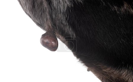 Foto de Chihuahua pequeño con tumor delante de fondo blanco - Imagen libre de derechos