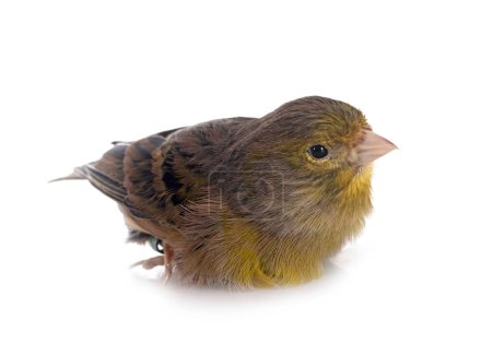 island canary in front of white background