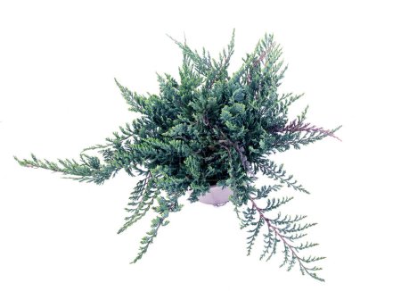 Juniperus horizontalis blue in front of white background