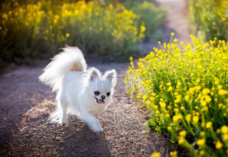 Foto de Chihuahua posando en la naturaleza en verano - Imagen libre de derechos