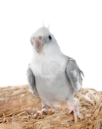 cockatiel femelle gris devant fond blanc
