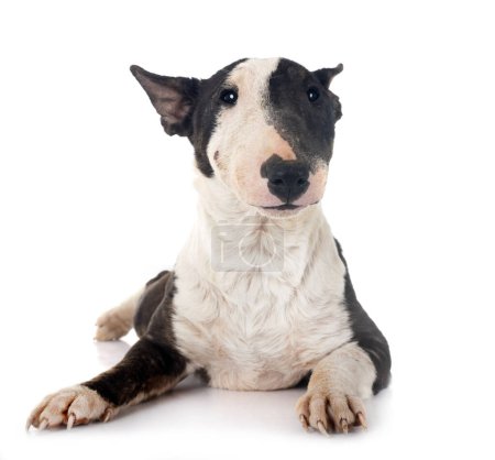 cachorro toro terrier con demodex, posando delante de fondo blanco