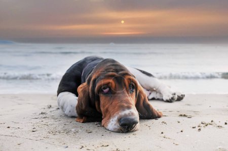 Basset hound permaneciendo en la playa en verano