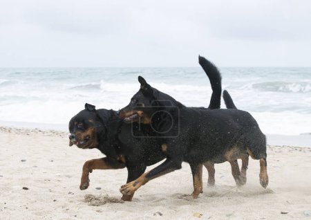 Junge Rottweilerin und Schönheitskönigin laufen im Frühling am Strand