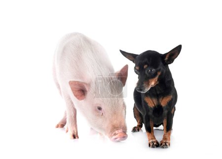 Téléchargez les photos : Pinscher miniature et cochon devant fond blanc - en image libre de droit