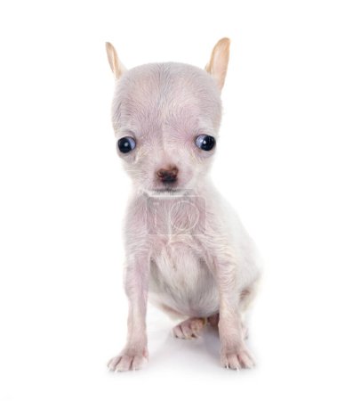 Photo for Little chihuahua in front of white background - Royalty Free Image