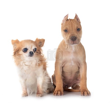 Foto de Cachorro americano pit bull terrier y chihuahuain frente de fondo blanco - Imagen libre de derechos