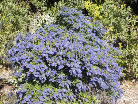 Photo for Picture of a Ceanothus arboreus in a garden - Royalty Free Image