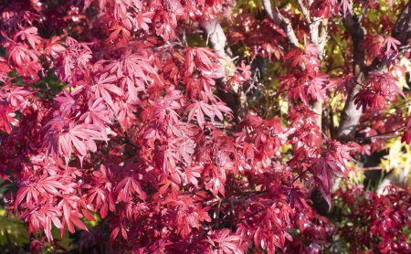picture of Acer japonicum in a garden