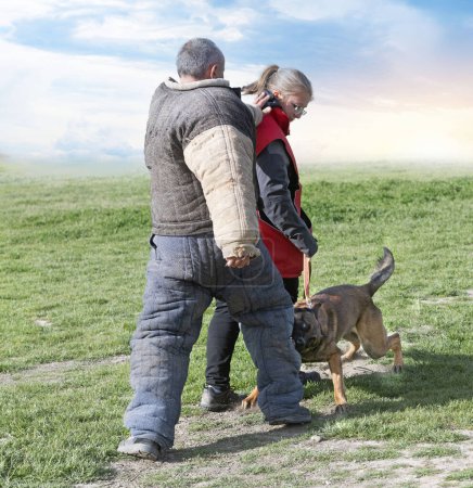 Téléchargez les photos : Formation des jeunes bergers belges dans la nature pour la sécurité - en image libre de droit