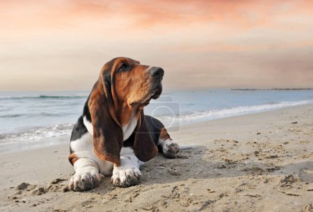 Basset-Hund bleibt im Sommer am Strand