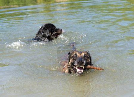 Téléchargez les photos : Malinois et rottweiler nageant dans une rivière - en image libre de droit