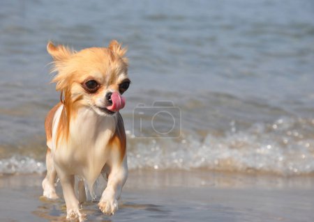 Téléchargez les photos : Chihuahua nager dans la mer en septembre - en image libre de droit