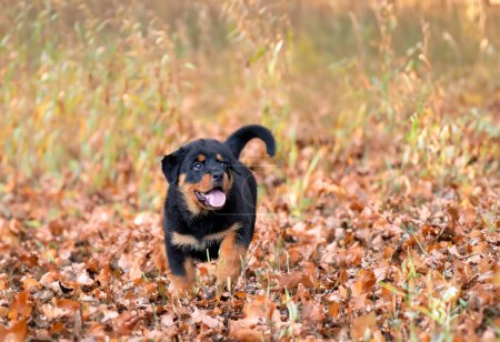 Foto de Cachorro rottweiler corriendo en la naturaleza en verano - Imagen libre de derechos
