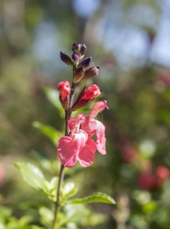 Blüten von Salvia microphylla im Garten