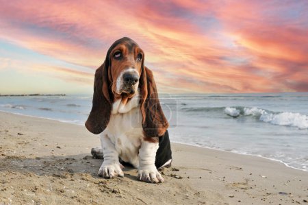 Photo for Basset hound staying on the beach in summer - Royalty Free Image