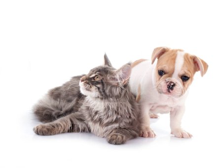 Photo for Maine coon kittenn parrot and french bulldog in front of white background - Royalty Free Image