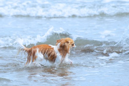 Chihuahuas laufen im Frühling im Meer am Strand