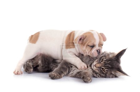 Photo for Maine coon kitten and french bulldog in front of white background - Royalty Free Image