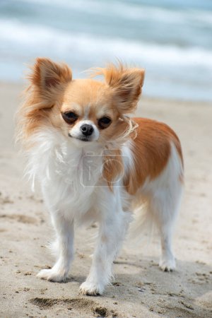 Téléchargez les photos : Chihuahuas rester sur la plage, au printemps - en image libre de droit