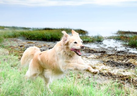 Foto de Entrenamiento de perros para la disciplina de obediencia con un golden retriever - Imagen libre de derechos