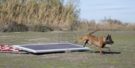 Photo for Young belgian shepherd training in the nature for security - Royalty Free Image