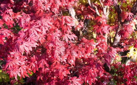 Photo for Picture of Acer japonicum in a garden - Royalty Free Image