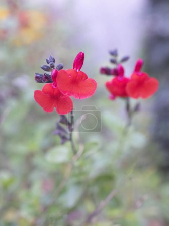Téléchargez les photos : Fleurs de Salvia microphylla dans un jardin - en image libre de droit