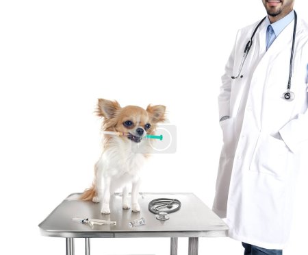 chihuahua and syringe in front of white background