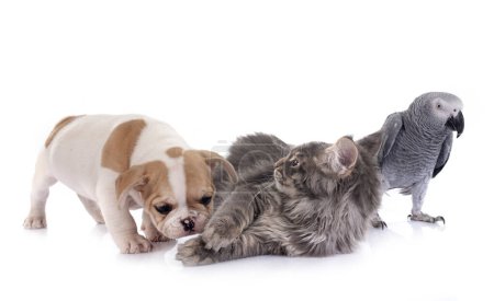 maine coon kittenn parrot and french bulldog in front of white background