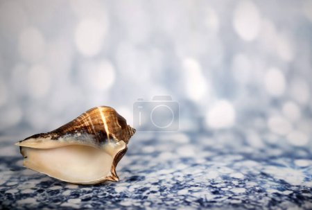 Photo for Beautiful sheefish in front of blue background - Royalty Free Image