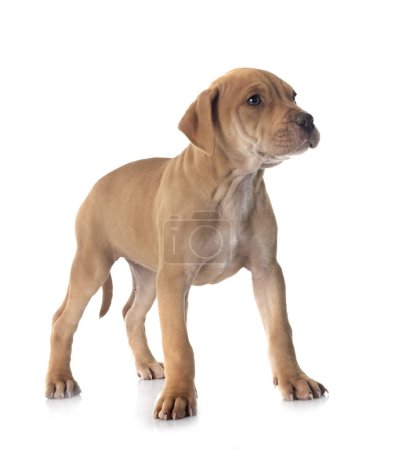 puppy american pit bull terrier and chihuahuain front of white background