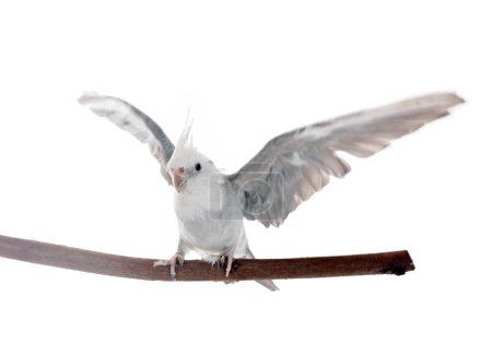 female gray cockatiel in front of white background