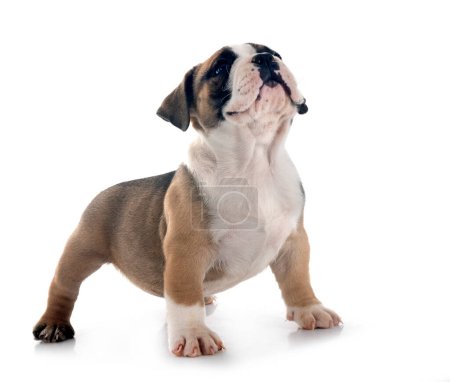 Foto de Cachorro americano bravucón en frente de fondo blanco - Imagen libre de derechos
