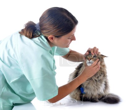 Photo for Portrait of a purebred  maine coon cat and vet - Royalty Free Image