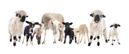 Téléchargez les photos : Groupe de moutons devant fond blanc - en image libre de droit