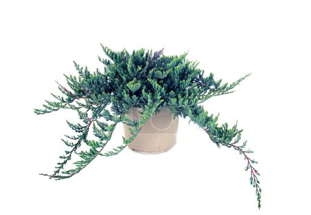 Téléchargez les photos : Juniperus horizontalis bleu devant fond blanc - en image libre de droit
