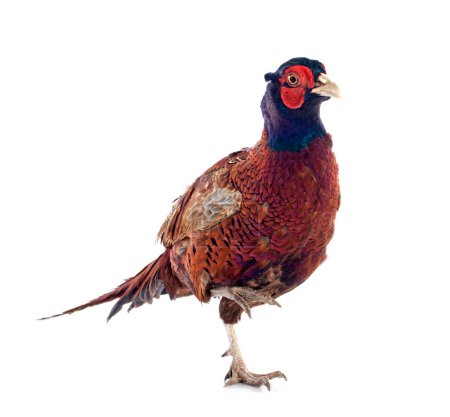 Male European Common Pheasant, Phasianus colchicus, in front of white background