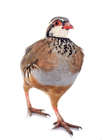 Red-legged or French Partridge, Alectoris rufa in front of white background