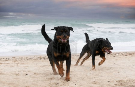 jeune rottweiler et beauceron courir sur la plage au printemps