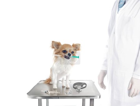 Téléchargez les photos : Chihuahua et seringue devant fond blanc - en image libre de droit