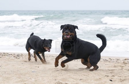 young rottweiler and beauceron running on the beach in spring